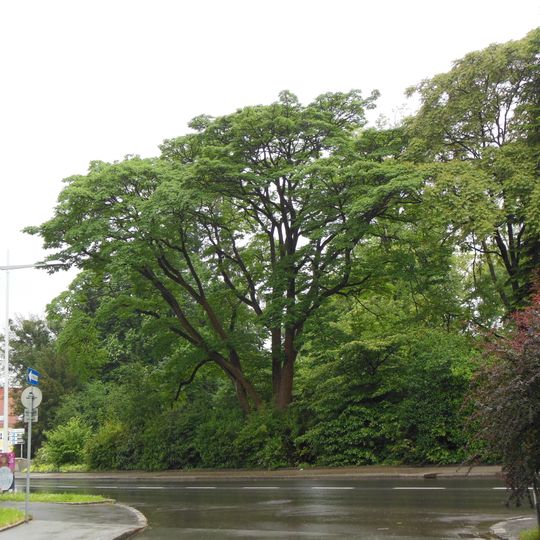 Bäume im Park der Johannes Kepler Universität