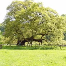 Capon Oak Tree