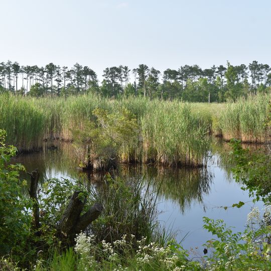 Alligator River National Wildlife Refuge