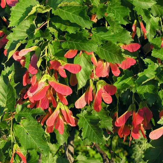 Pădurea Seaca-Movileni