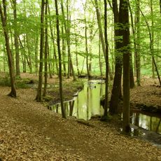 Schierbruch und Forellenbachtal