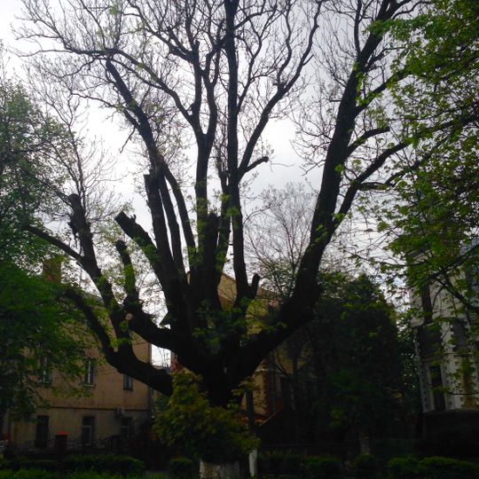 Віковий ясен