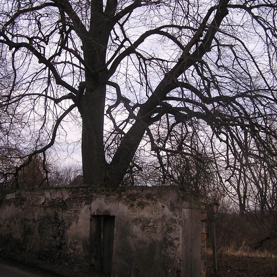 Lípa v Komařicích 1