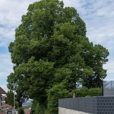 Linde im Bereich der Weinbergsiedlung
