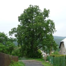 Jírovec v Černičí