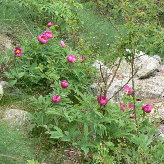 Stazione di Paeonia officinalis