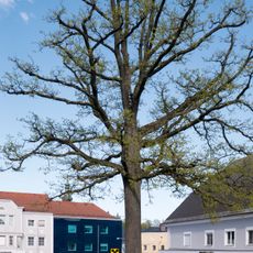 Kaisereiche in Peuerbach