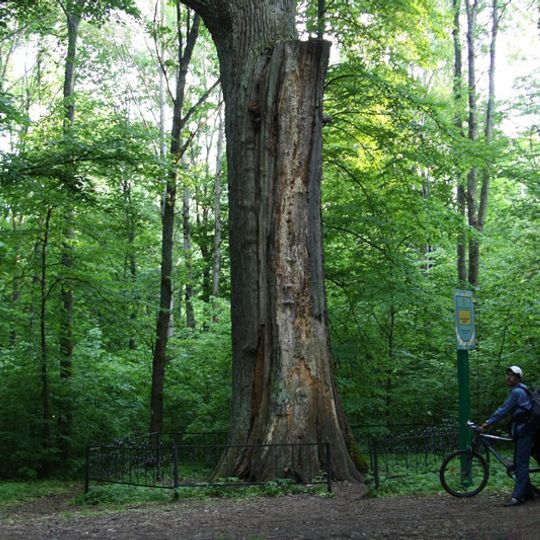 Jahrhundertealte Eiche