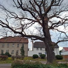 Quercus in Kleindölzig