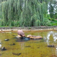 Sousoší hrochů v parku v Táboře