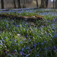 Old evangelical cemetery in Pasym