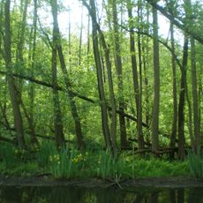 Kindelsee-Springluch