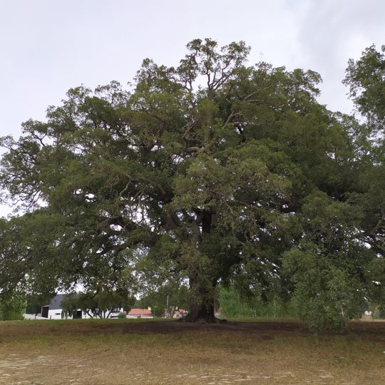 Whistler cork oak