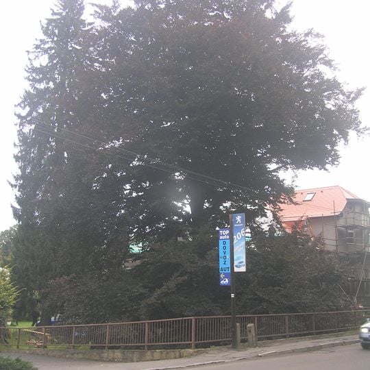 Buk lesní - červenolistý