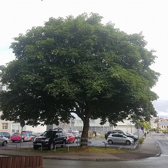 Icelandic tree of the year 1994