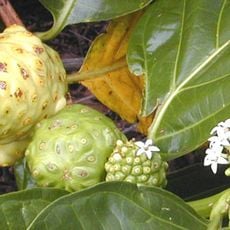 Jardín botánico de Pinar del Río