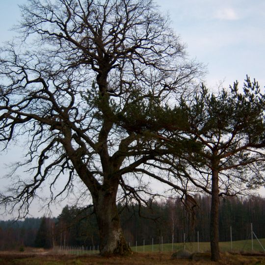 Panūdžių ąžuolas