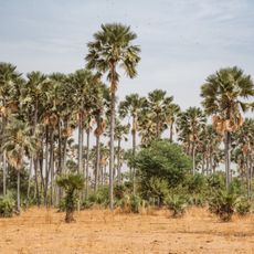 Samba Dia Biosphere Reserve