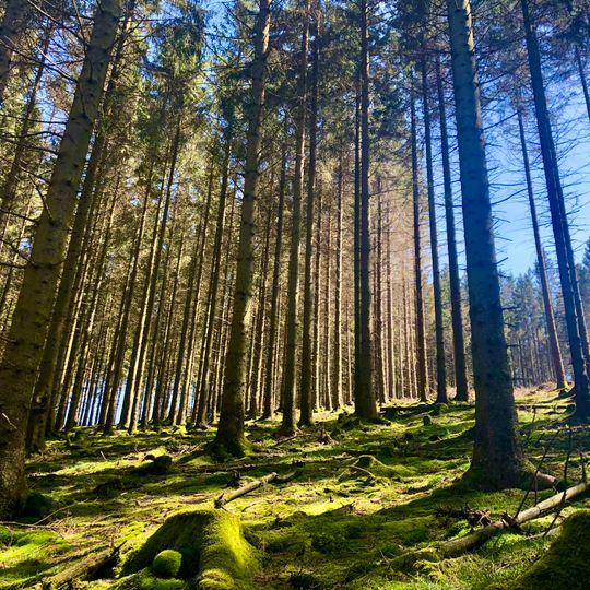 Bergland Wittgenstein