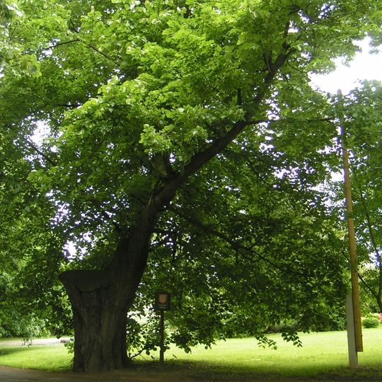 Lípa velkolistá na Stránově