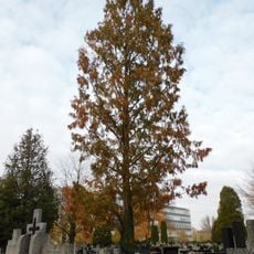 Kobendza dawn redwood in Warsaw