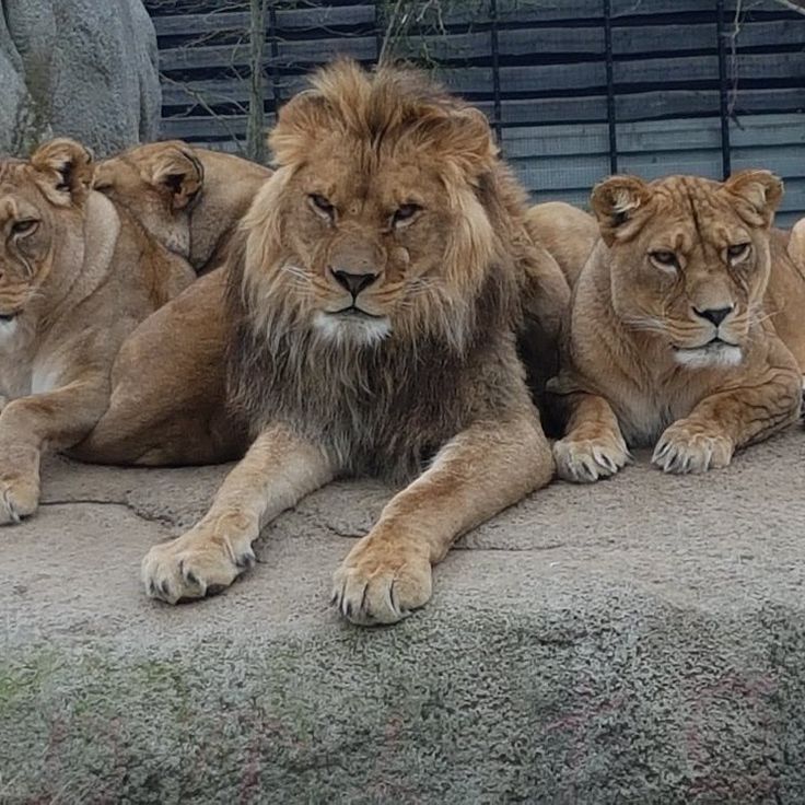 Lions