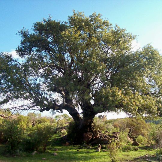 Reserva Experimental de Flora y Fauna de Horco Molle