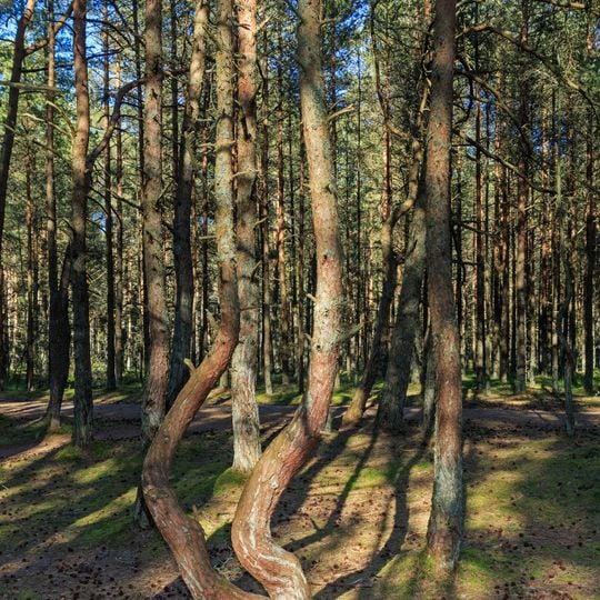 Dancing Forest