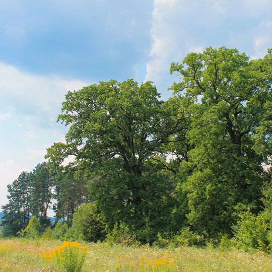 Pivnichno-Mostivskyi Nature Reserve