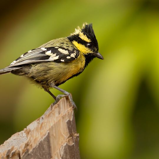 Dandeli Wildlife Sanctuary