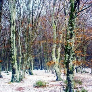 Depressed ancient beech forest of Monte Raschio