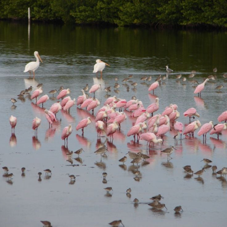 J.N. Darling Wildlife Refuge