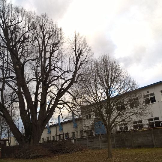 Lípa srdčitá ve Žďáru nad Sázavou