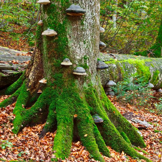 Wildnisgebiet Dürrenstein