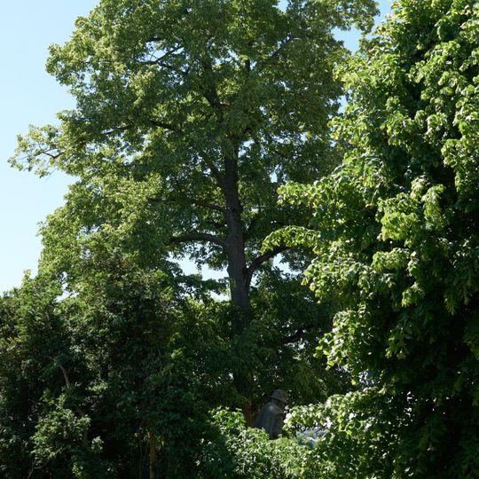 Baumbestand bei der Kirche