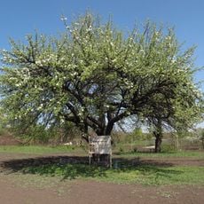 Old pear tree