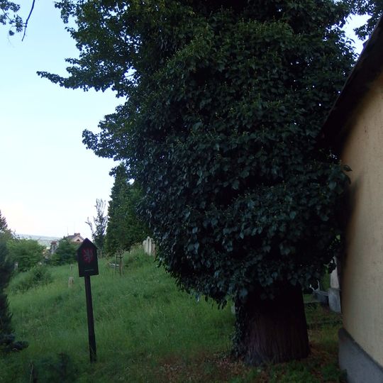 Lípy srdčité /Tillia cordata Miller/