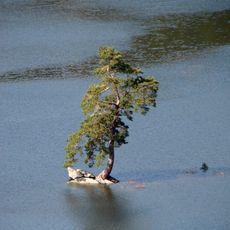 Chudobínská borovice