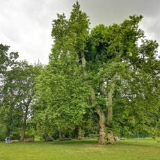 Naturdenkmal Platane im Blumberger Park