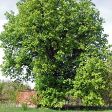 Jírovec u Mariánské kapličky v Jankovicích