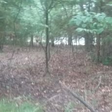 Screech Owl Reach