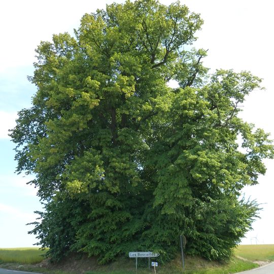Tumulus aux Six Frères