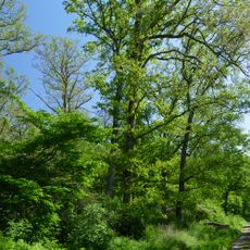 Laubwälder zwischen Braunschweig und Wolfsburg