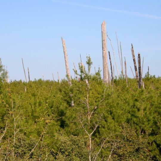 Florida scrub