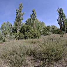 Csévharaszt juniper steppe woodlands