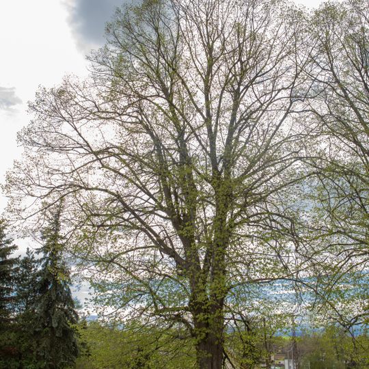 Two Tilia platyphyllos in Oberbobritzsch
