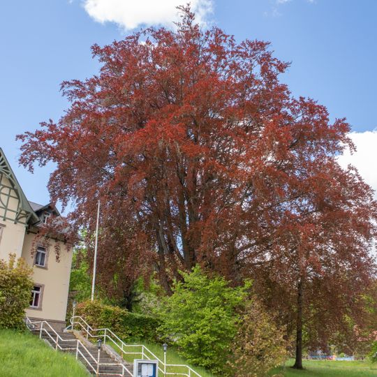 Blutbuche in Hohenfichte