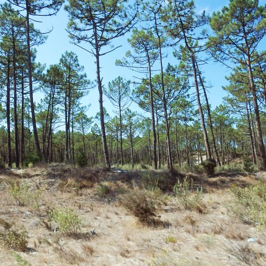 Dunas de Mira, Gândara e Gafanhas
