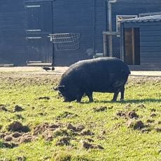 Kinderboerderij Berkum