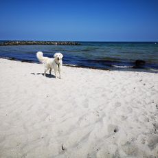 Hundestrand Kalifornien